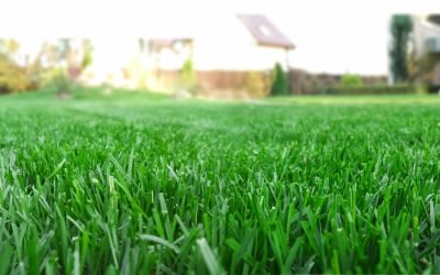 Crabgrass vs. Other Weed Grasses: What Every Homeowner Needs to Know